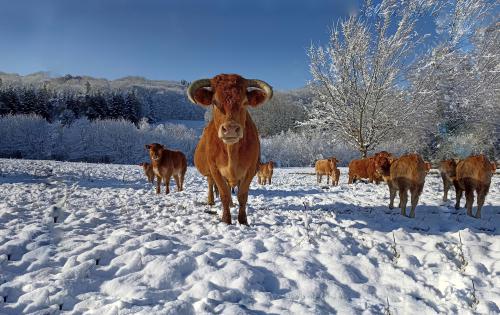 CECI EST UNE VACHE!