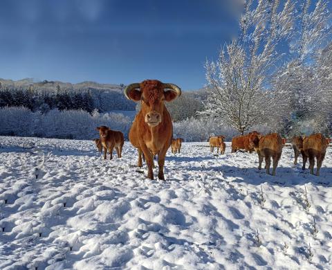 CECI EST UNE VACHE!